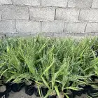 فرصه استثمارية ( نخيل واشنطونيا ب 30هلله فقط)