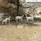 شاتين ربع مع طفالها