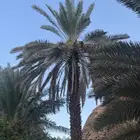 ثمار مزرعه