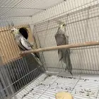 جوز كروان باستيل