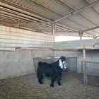 تيس عارضي