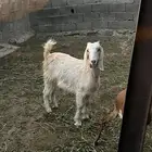 عنقان للبيع