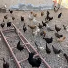 دجاج بلدي( تم البيع )