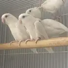 روز البينو جاهزين للتزاوج العمر سنة