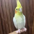 ذكر كروان لاتينو اليف