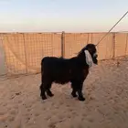 تيس فحل ثني