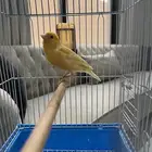 كناري