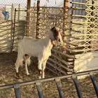 عنز مصريه عنز مشروكه