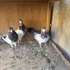 حمام باكستاني