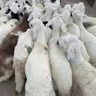 ماشالله تبارك الله ذبايح سواكني للبيع
