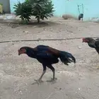 ديك
