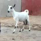عنز رباع متاوم