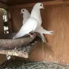 حمام صنعاني حجم صغير وصوت ناعم