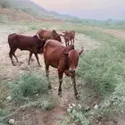 حصلان