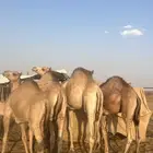 لبيع حشو مغلقات شرط