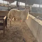طلي فخل صنف