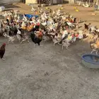 دجاج بلدي بياض
