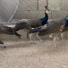 طاووس هجين ابيض وأزرق