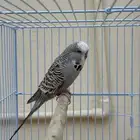 طيور حب إنجليزي