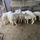 بهم تربية
