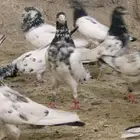 حمام باكستاني طيار. (تم البيع)