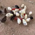 صيصان عمر 14 ايام صحه ممتازه