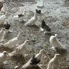 حمام مفتل