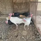 دجاج رومي
