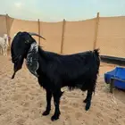 عنز طيبه تحتها تيس وجفره