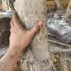 اشجار زيتون طول 3 متر الي مترين