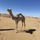 مقود طيب بالحيل هدي