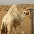 بكره وضحى