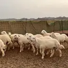 ضحايا حريه 22 راس