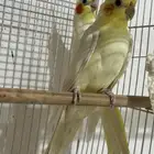 للبيع 4 اجواز كروان منتجات ..