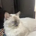 مكه