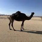 للبيع ضروبه سالمة العذاريب