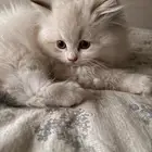 قطة انثى هيمالايا للبيع عمرها شهرين