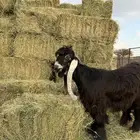 فحل عارضي جذع