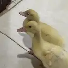 بط صغير للتبني