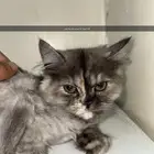 قطط للتبني