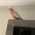 كوكاتو غالا العمر 10 شهور صحته ممتازه