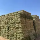للبيع اكوام برسيم مخزنه شد شركة ووزان طيبه بسيطاء