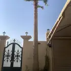 نخله واشنطن للبيع