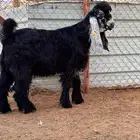 جذع عارضي فاخر