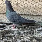 اجواز قطايف