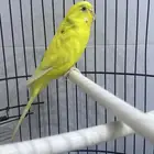 بادجي للبيع