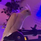 كروان البينو ضايع