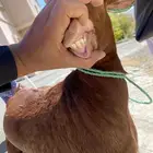 للبيع مع صغارها اعمارهم اسبوع