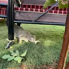 قط ذكر سكوتش ستريت