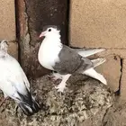 حمام